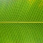 Photo Green Party logo