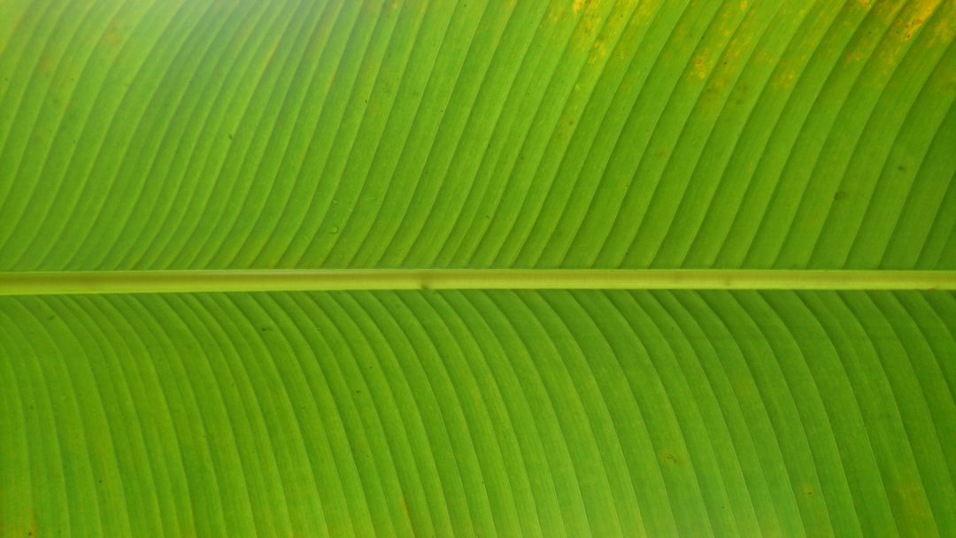 Photo Green Party logo